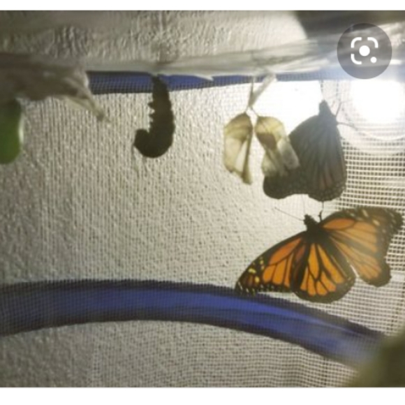 🦋Life Cycle Kit🦋 - Picture 3 of 3